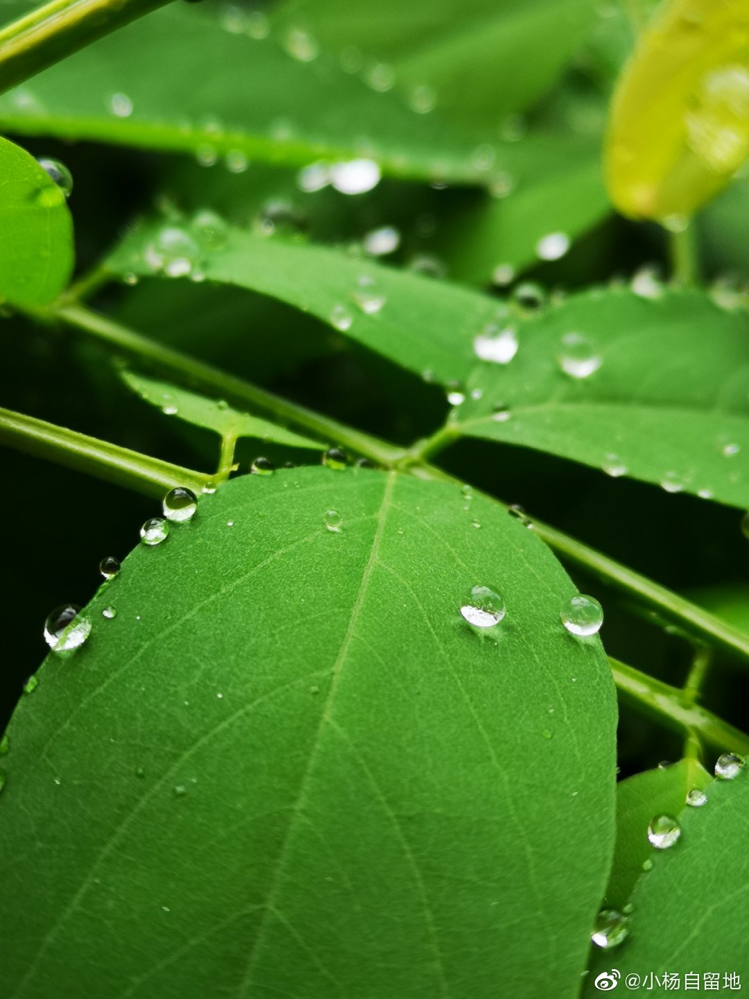 风雨过后华为手机拍摄地点2022拍照效果最好的手机排行榜-第2张图片-太平洋在线下载