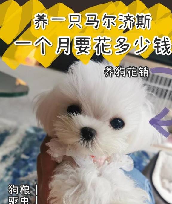 苹果韩版比便宜
:小型犬马尔济斯一个月要花多少钱？