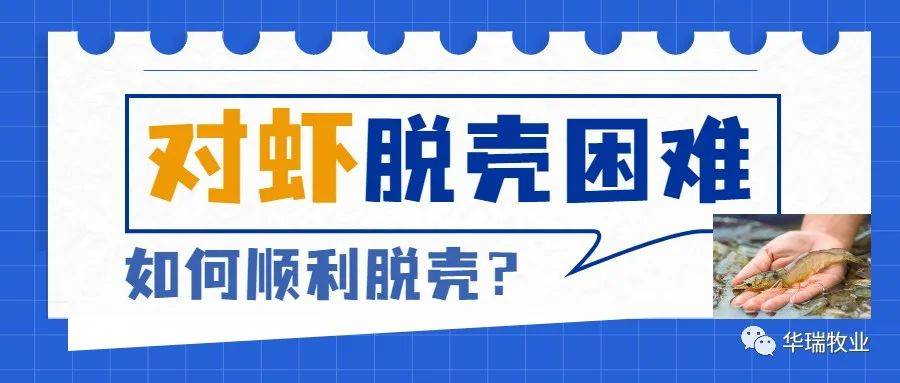 手机壳发黄怎么清洗变白:对虾脱壳不遂怎么办？一定要弄清脱壳期的重点注意事项！