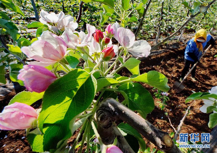 新闻苹果树下苹果树下主题意蕴-第2张图片-太平洋在线下载