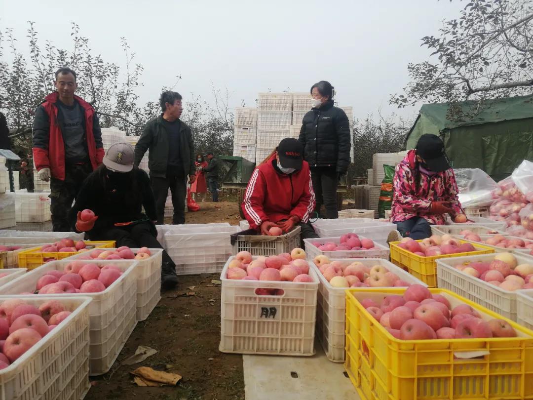 苹果丰收便宜了新闻买苹果手机在哪里买便宜又是正品-第2张图片-太平洋在线下载