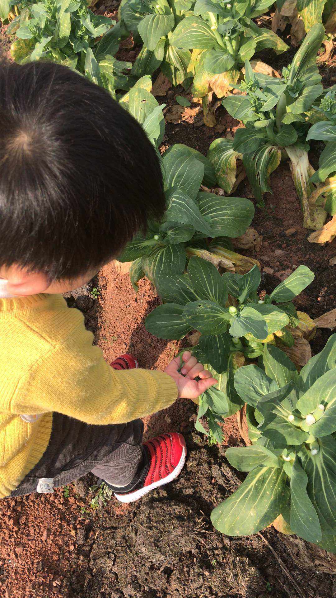 扫地版小苹果小苹果他祖宗最新版-第1张图片-太平洋在线下载