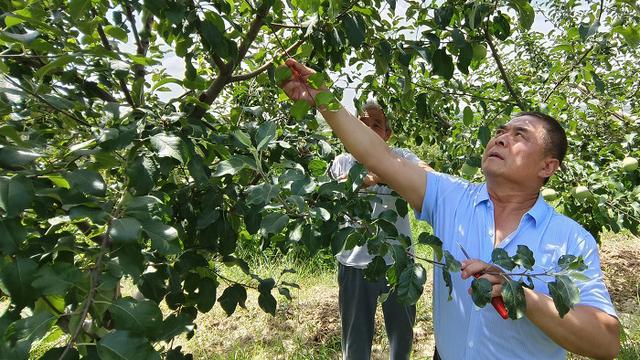 苹果树病虫害防治新闻稿苹果树病虫害常年防治一览表-第2张图片-太平洋在线下载