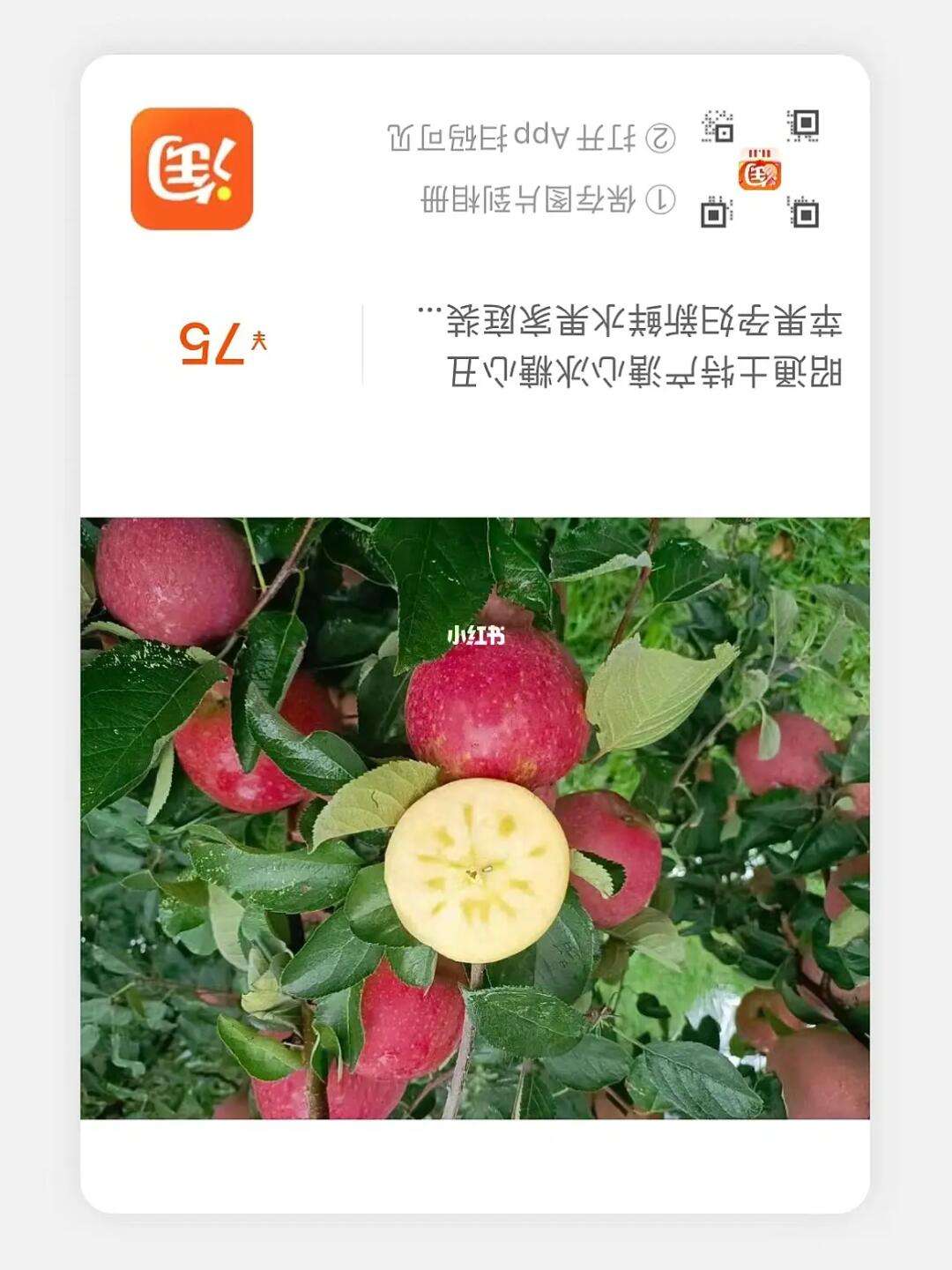 免费冰糖心苹果版下载免费mac软件下载网站推荐