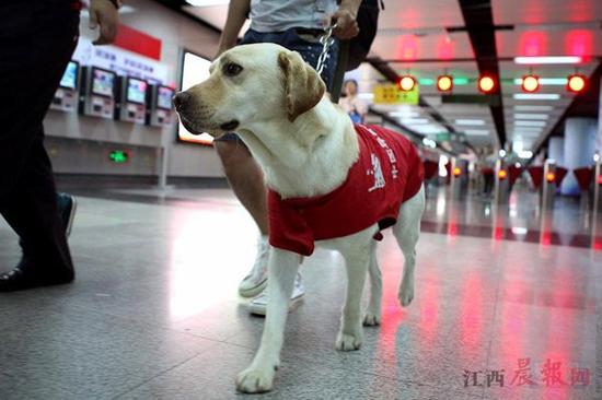 导盲犬安卓版导盲犬是怎样帮助有需要的人-第1张图片-太平洋在线下载