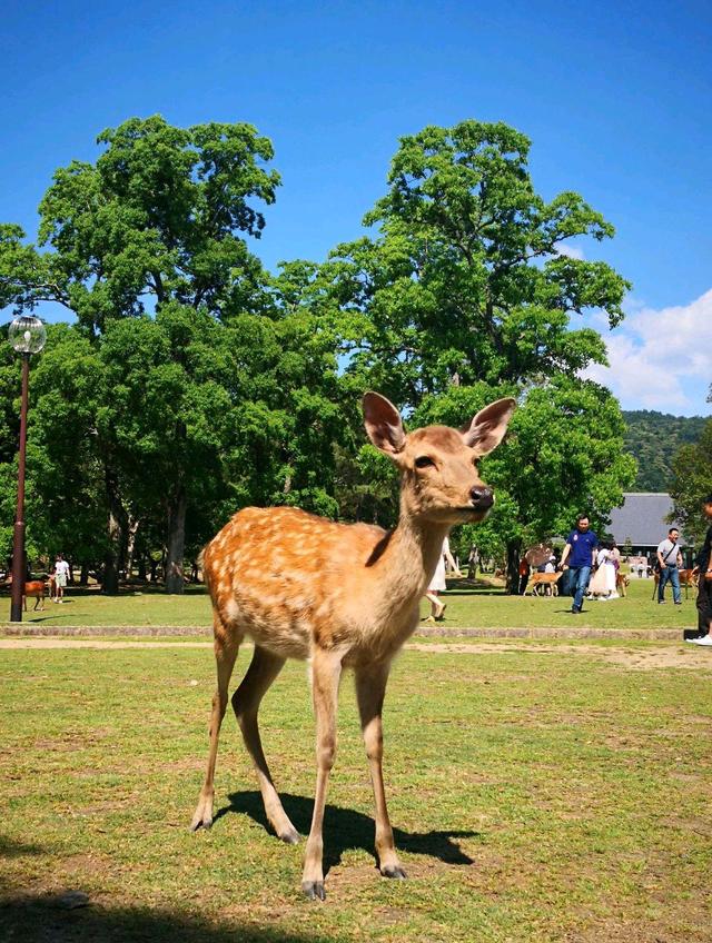 多鹿苹果版下载苹果商店无法下载app